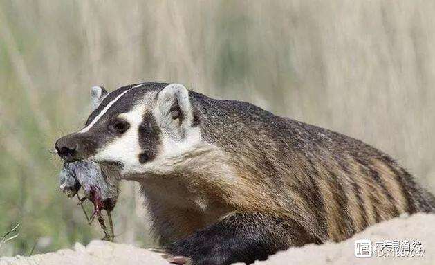 勇獾队客场扳回一局，斗志高昂追赶对手